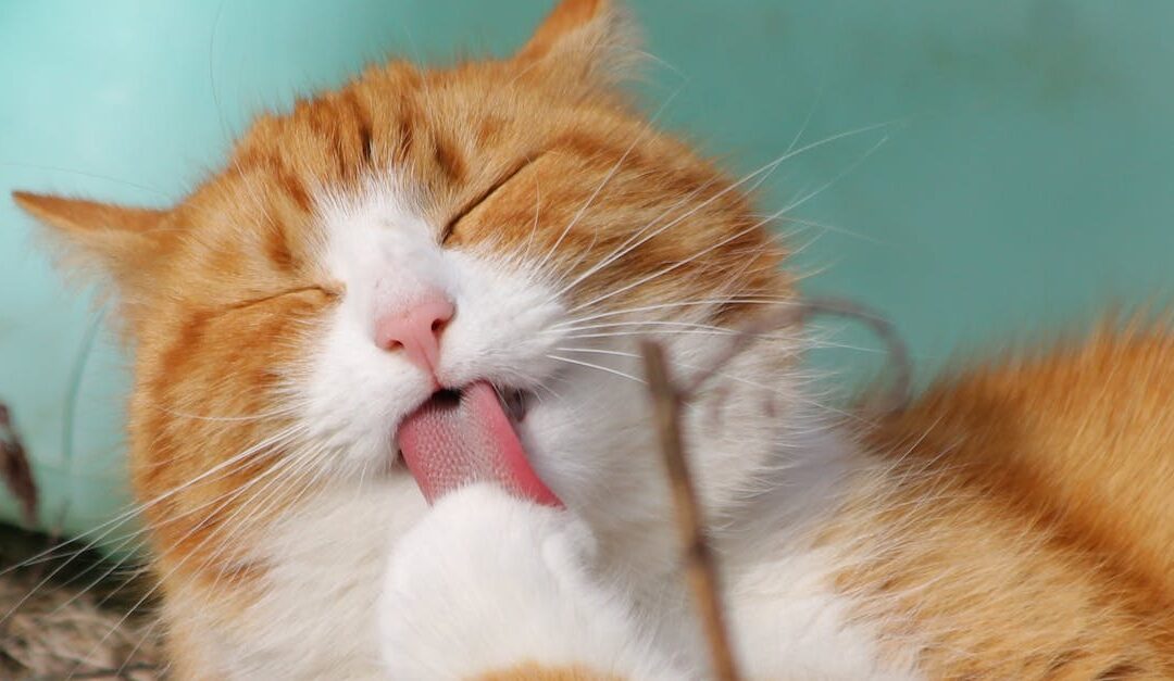 découvrez le véritable contentement : un état de paix intérieure, de satisfaction et de bonheur durable, essentiel pour une vie équilibrée et épanouie.