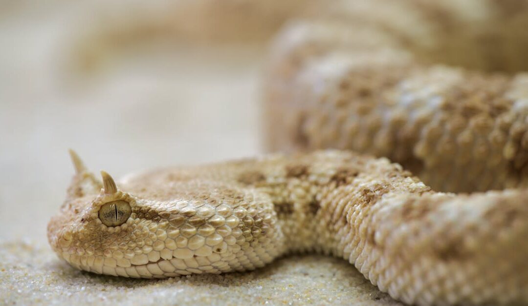 découvrez l'évolution : un voyage fascinant à travers les changements et progrès qui façonnent notre monde.