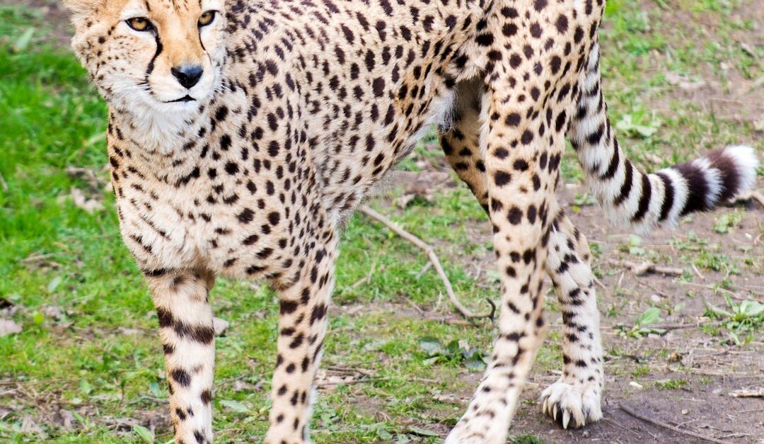 apprenez à gérer avec élégance les comportements impolis pour maintenir des relations harmonieuses et respectueuses au quotidien.